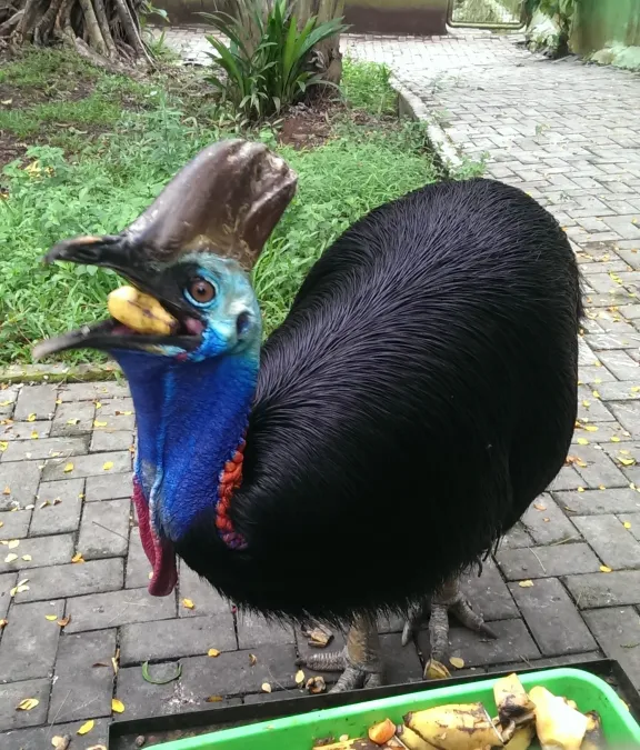 File:Double-wattled Cassowary or Kasuari (Casuarius casuarius).jpg