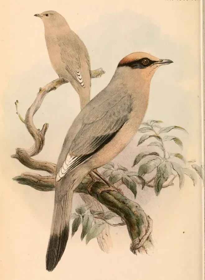 File:Hypocolius ampelinus 1868.jpg