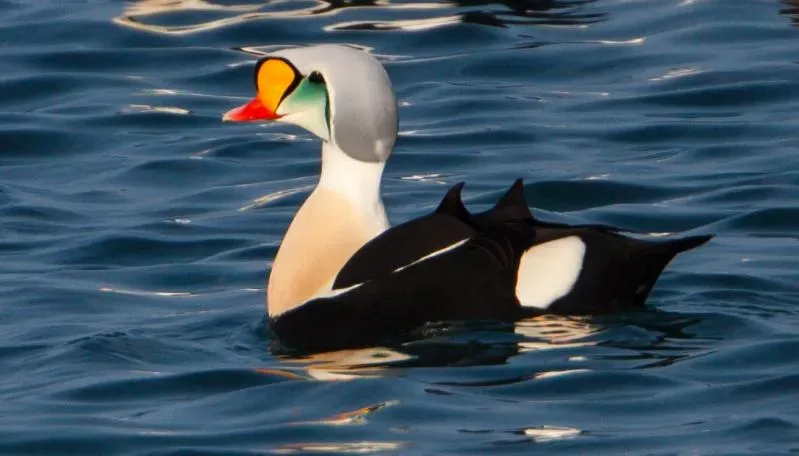 File:Somateria spectabilis, Akranes 2.jpg