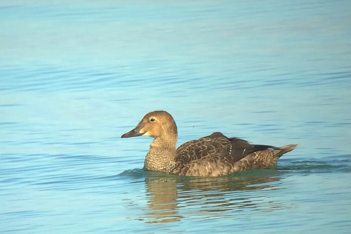 File:Somateria spectabilis, Sterling NY.jpg
