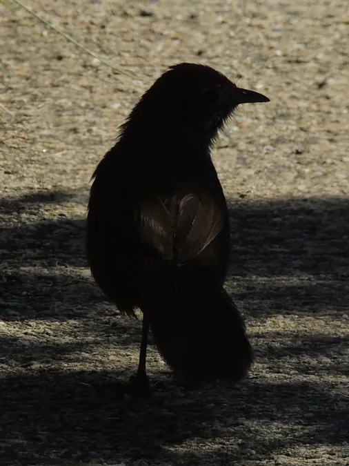 File:Dasyornis broadbenti caryochrous-2.JPG