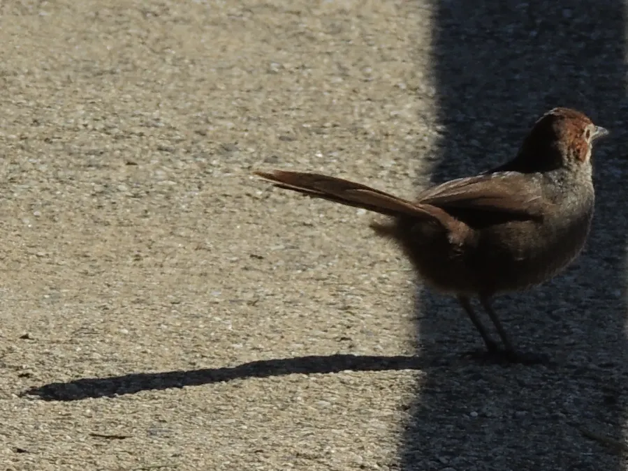 File:Dasyornis broadbenti caryochrous-1.JPG