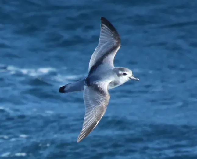 File:Pachyptila desolata -South Atlantic -flying-8-crop1.jpg