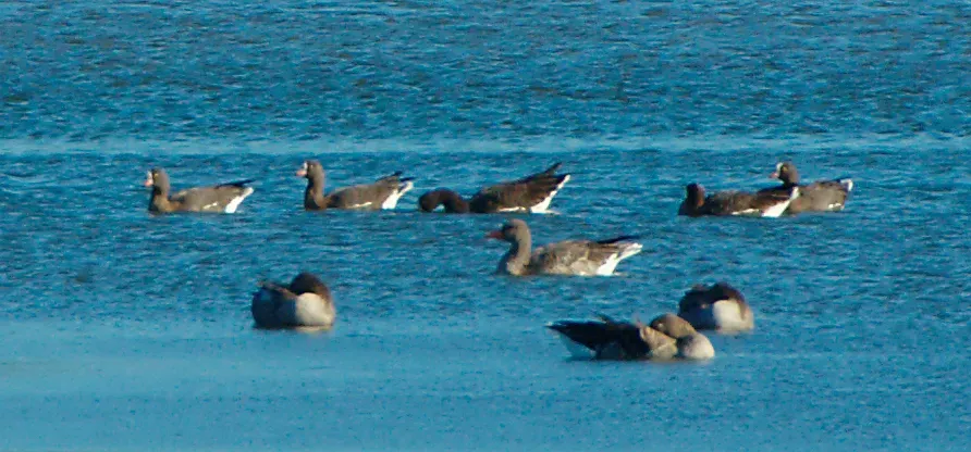 File:Anser erythropus, Hjälstaviken.jpg