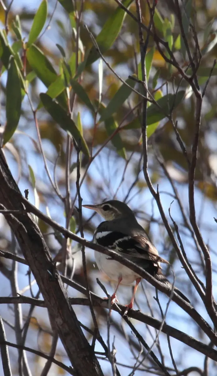 File:Dendronanthus indicus 1 - Christopher Watson.jpg