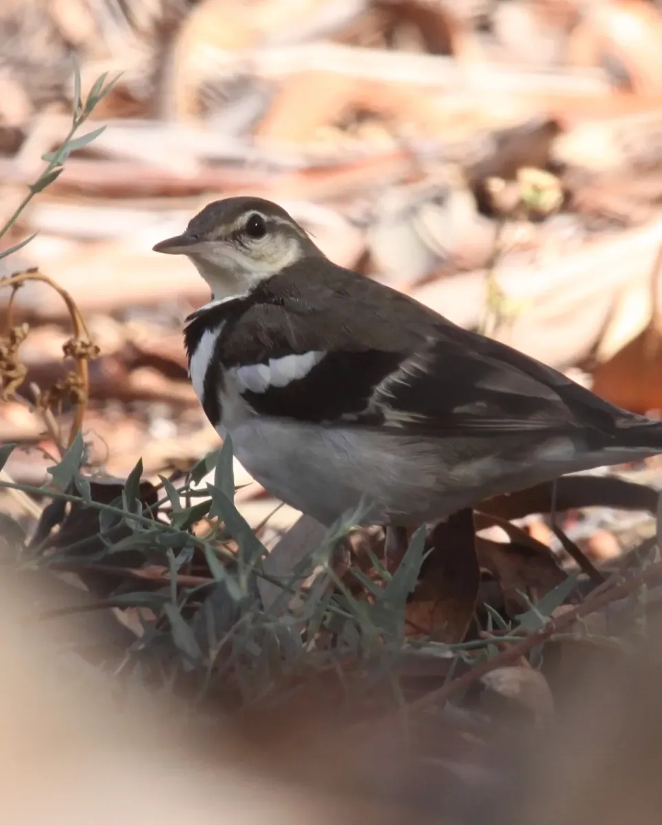 File:Dendronanthus indicus 12 - Christopher Watson.jpg