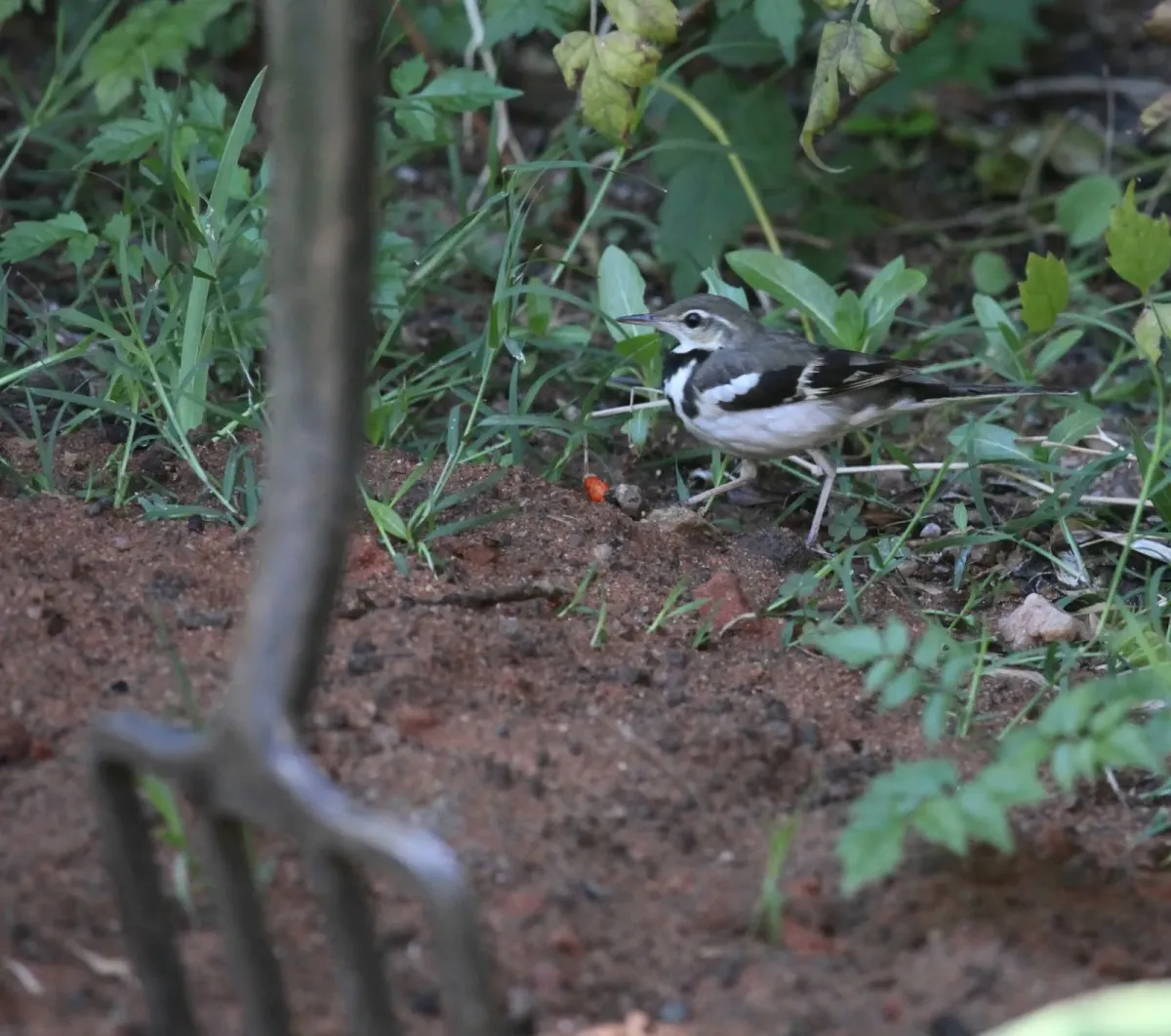 File:Dendronanthus indicus 16 - Christopher Watson.jpg