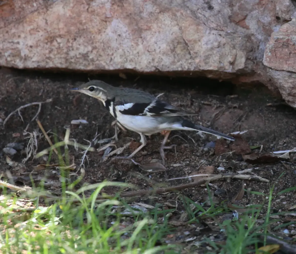 File:Dendronanthus indicus 17 - Christopher Watson.jpg