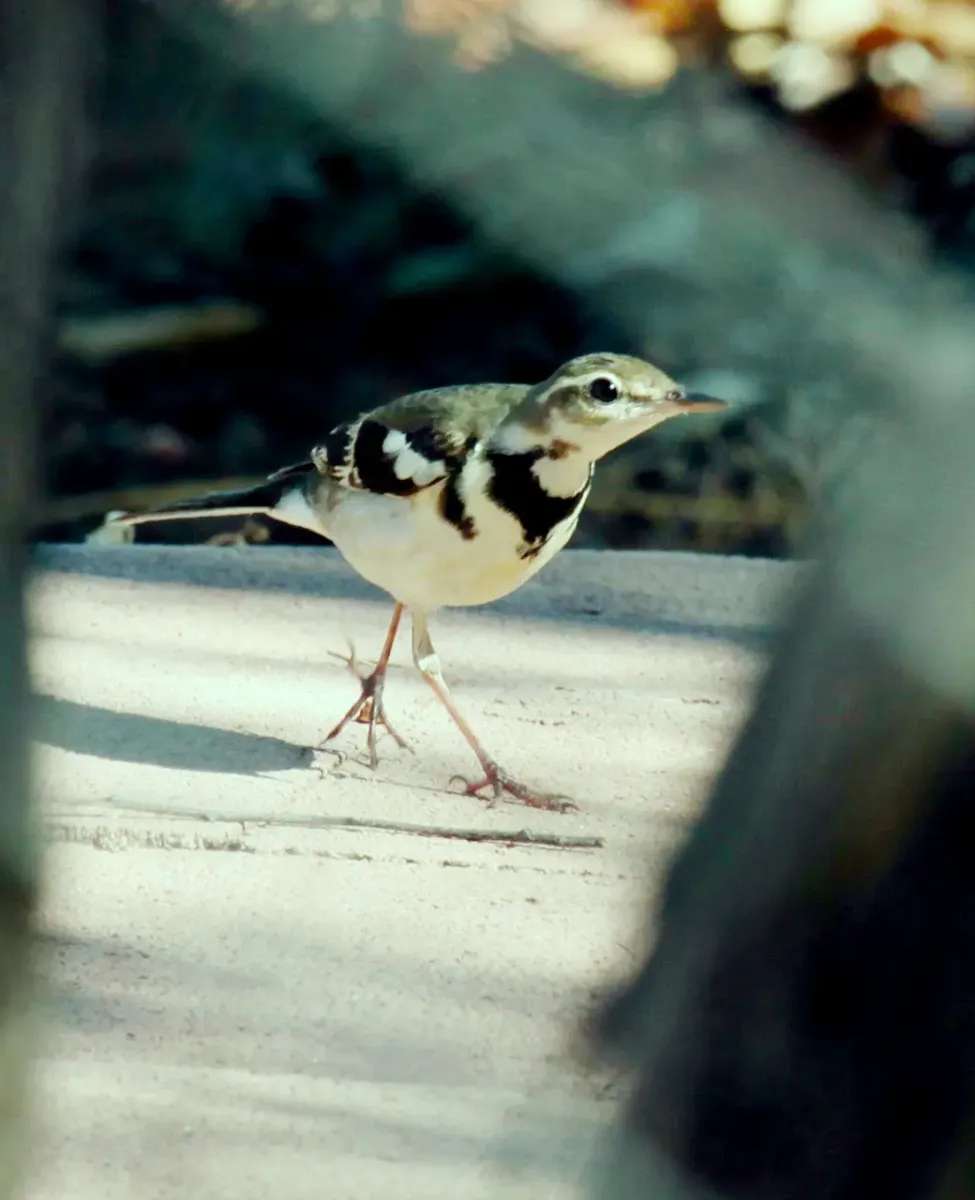 File:Dendronanthus indicus 9 - Christopher Watson.jpg