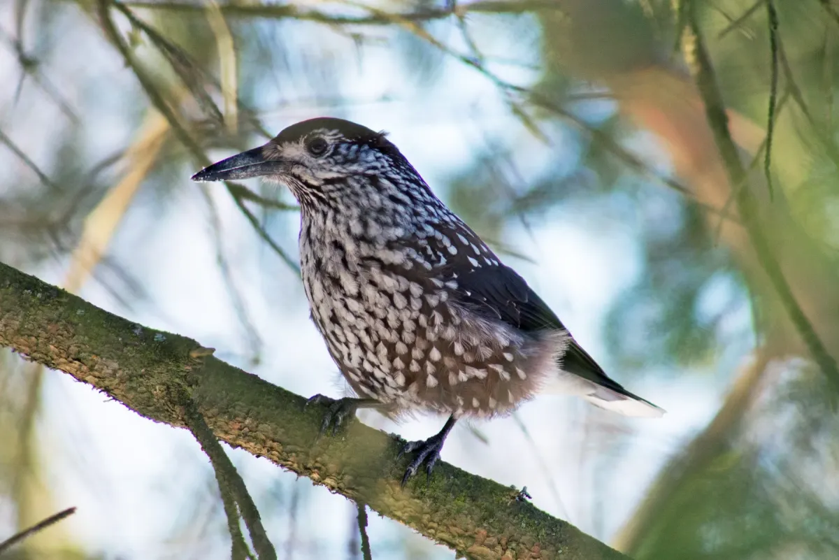 File:Nucifraga caryocatactes, Kotka, Finland 1.jpg