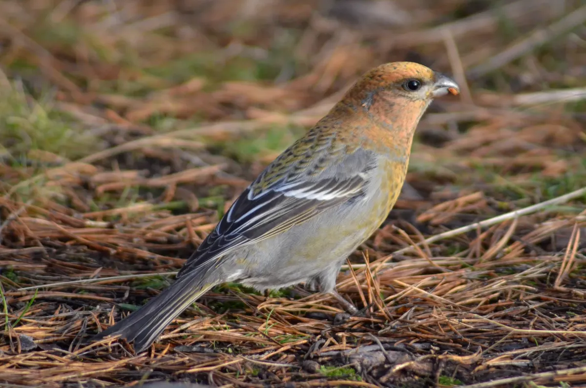 File:Pinicola enucleator, Kotka, Finland 6.jpg