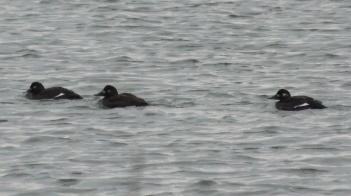 File:Melanitta fusca Sébastien Bertru 1.jpg