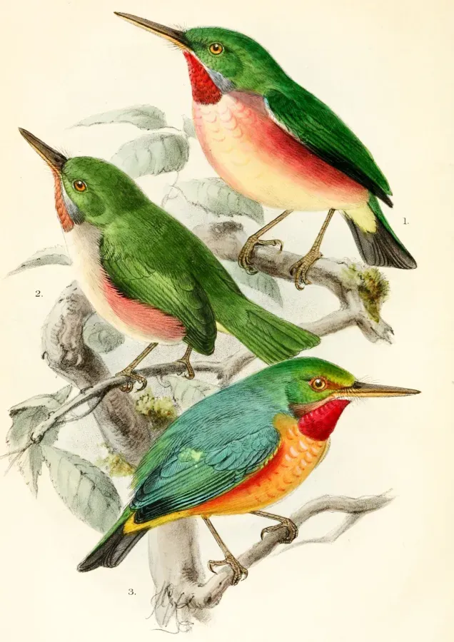 File:Todus subulatus 1874.jpg