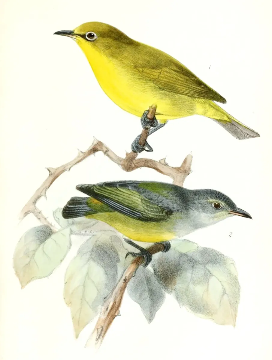 File:Zosterops palpebrosus siamensis & Dicaeum trigonostigma 1876.jpg