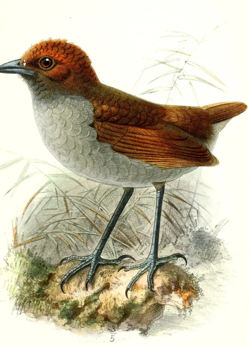 File:Grallaria nuchalis ruficeps 1877.jpg