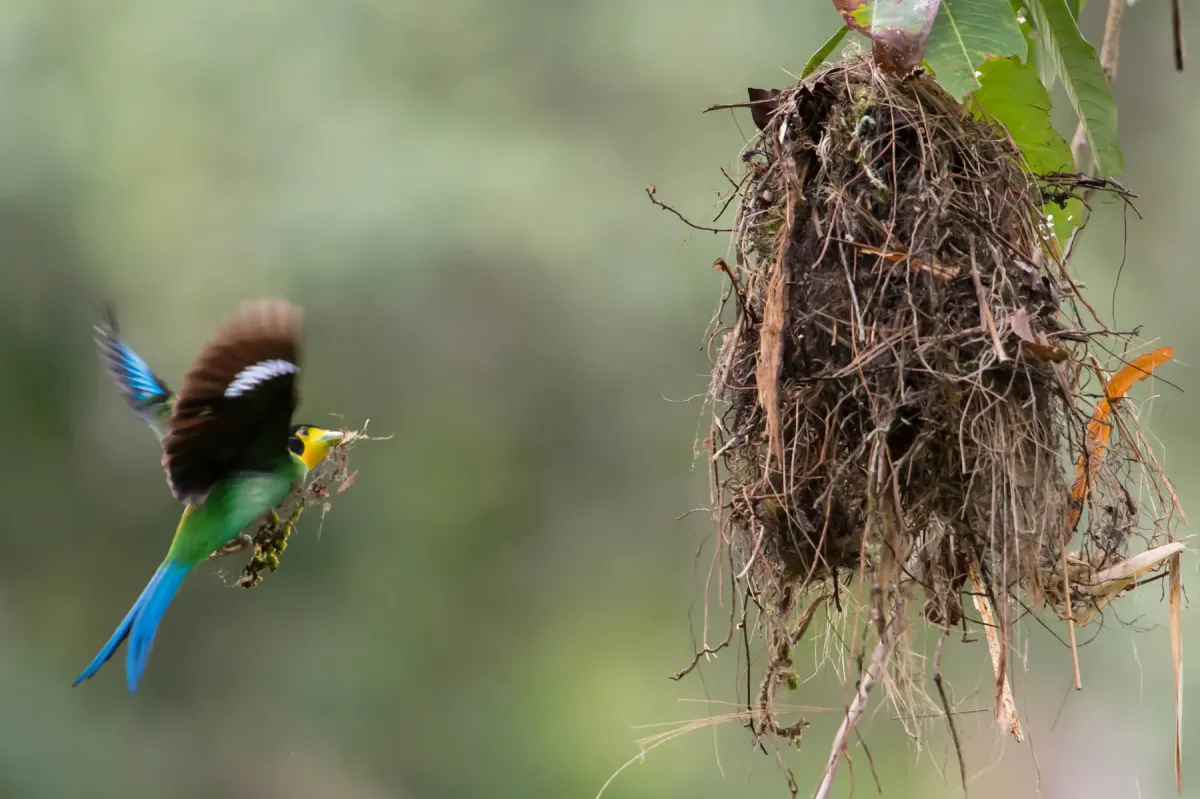 File:Long-tailed Broadbill (Psarisomus dalhousiae).jpg