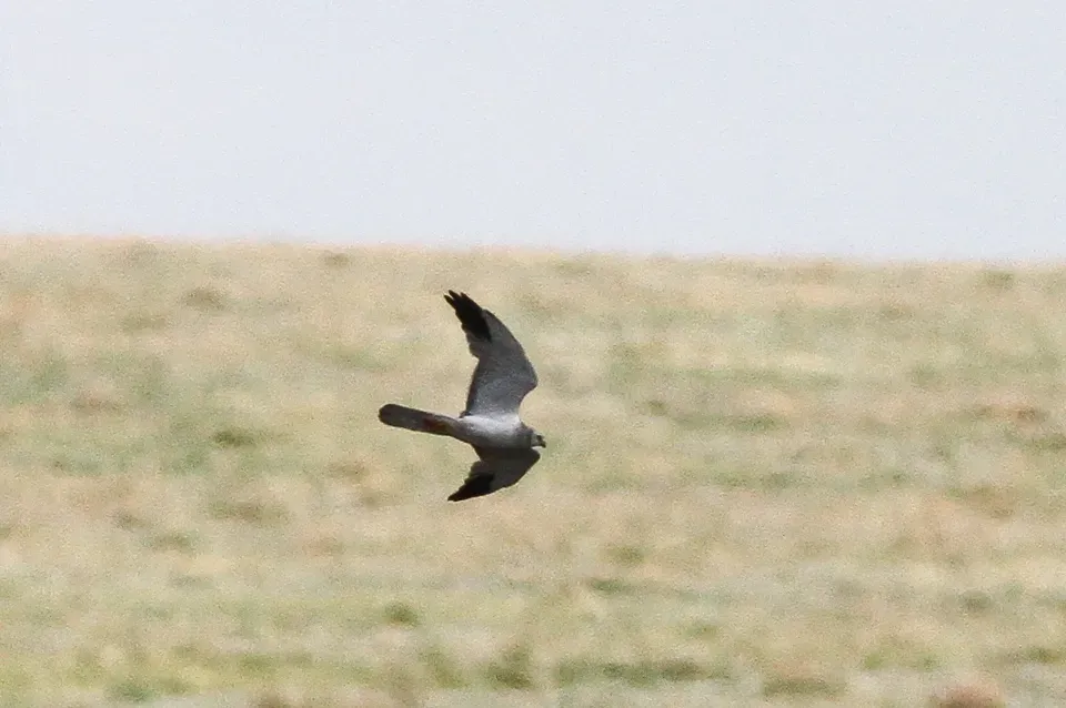 File:Pallid Harrier (Circus macrourus).jpg