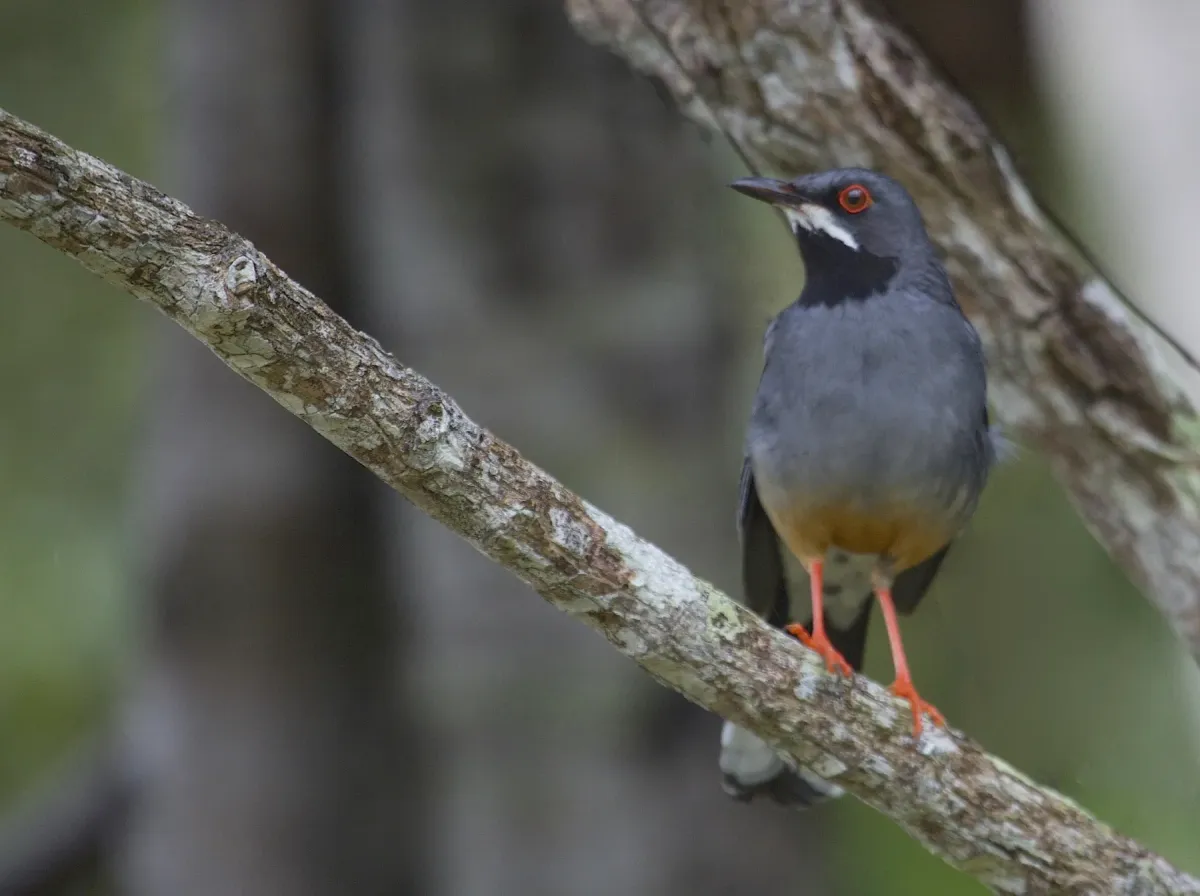 File:Turdus plumbeus -Cuba-8.jpg