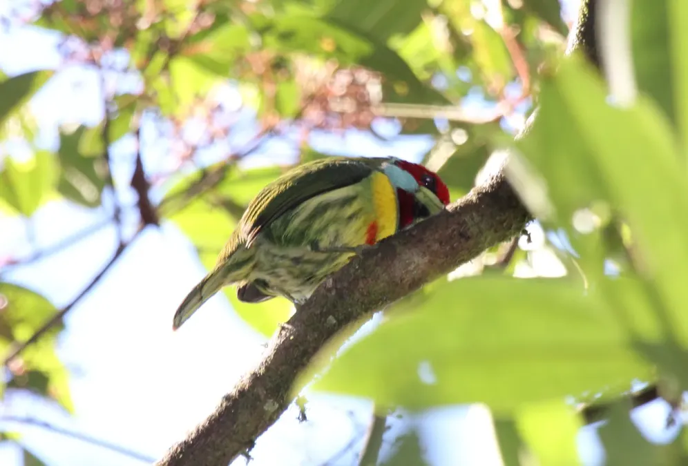 File:Versicolored Barbet (Eubucco versicolor).jpg