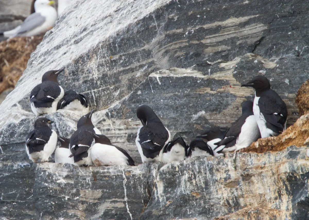 File:Thick-billed Murre (Uria lomvia) (13668126124).jpg