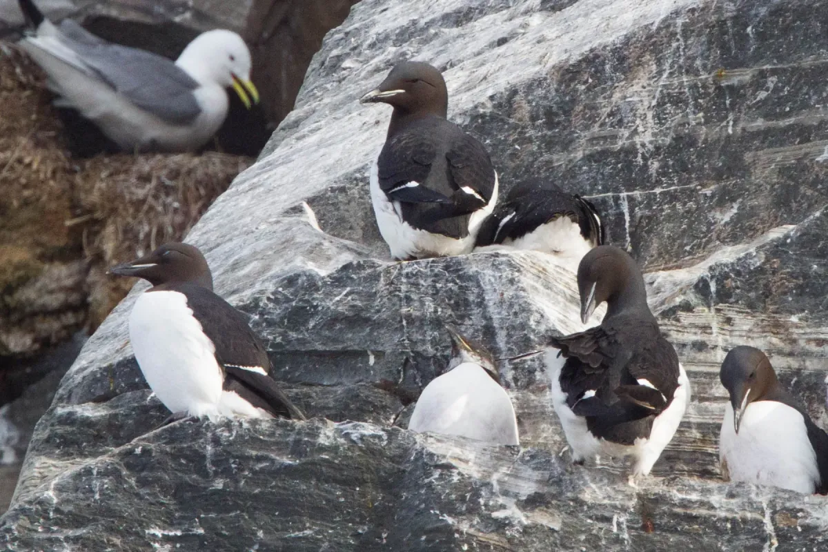 File:Thick-billed Murre (Uria lomvia) (13667798953).jpg