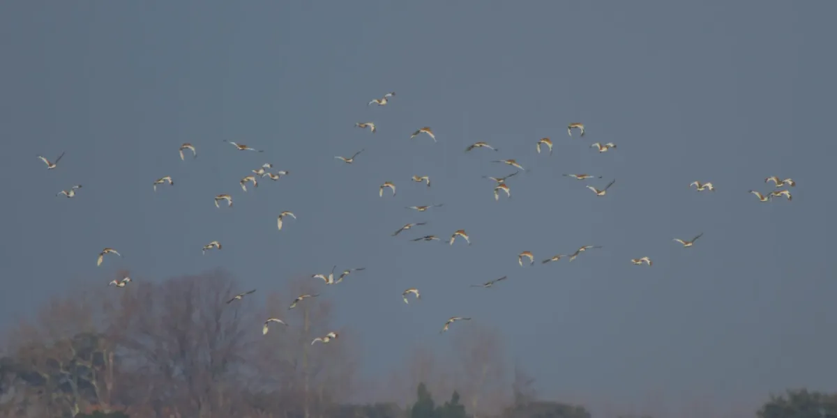 File:Little Bustard (Tetrax tetrax) (8520158525).jpg