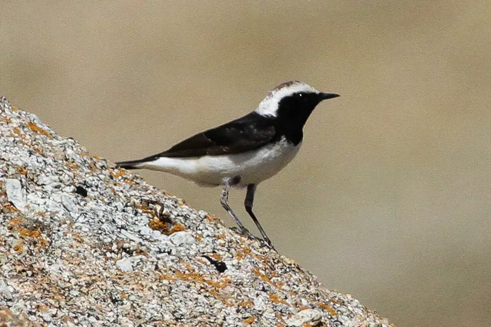 File:Pied Wheatear (Oenanthe pleschanka) (8079431820).jpg