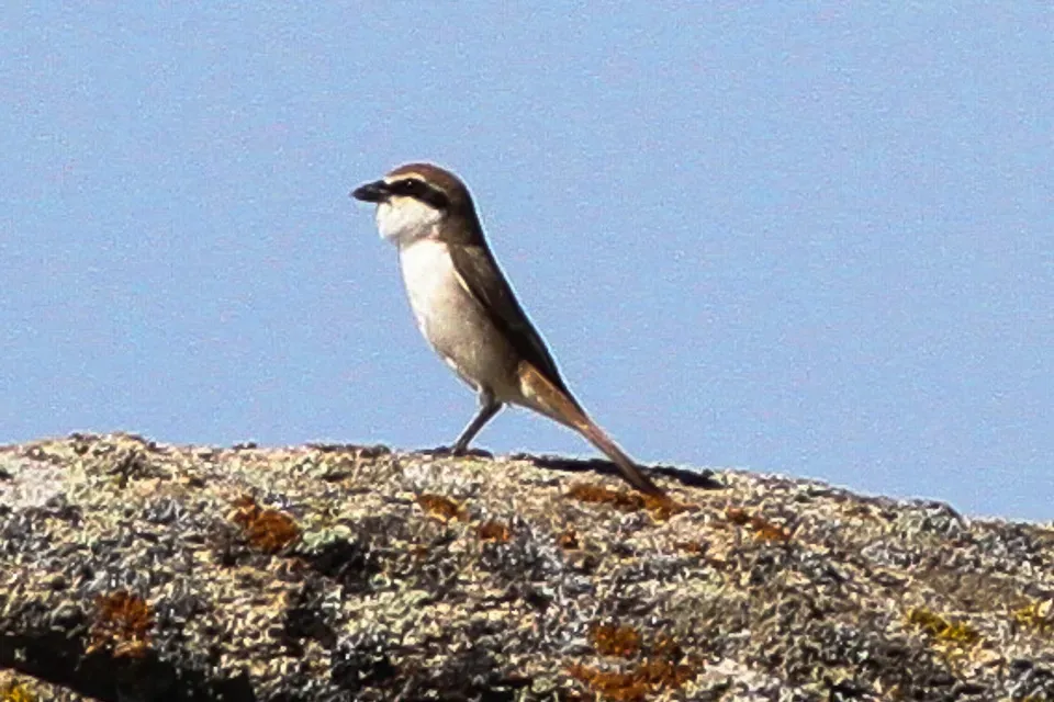 File:Turkestan Shrike (Lanius phoenicuroides) (8079448079).jpg