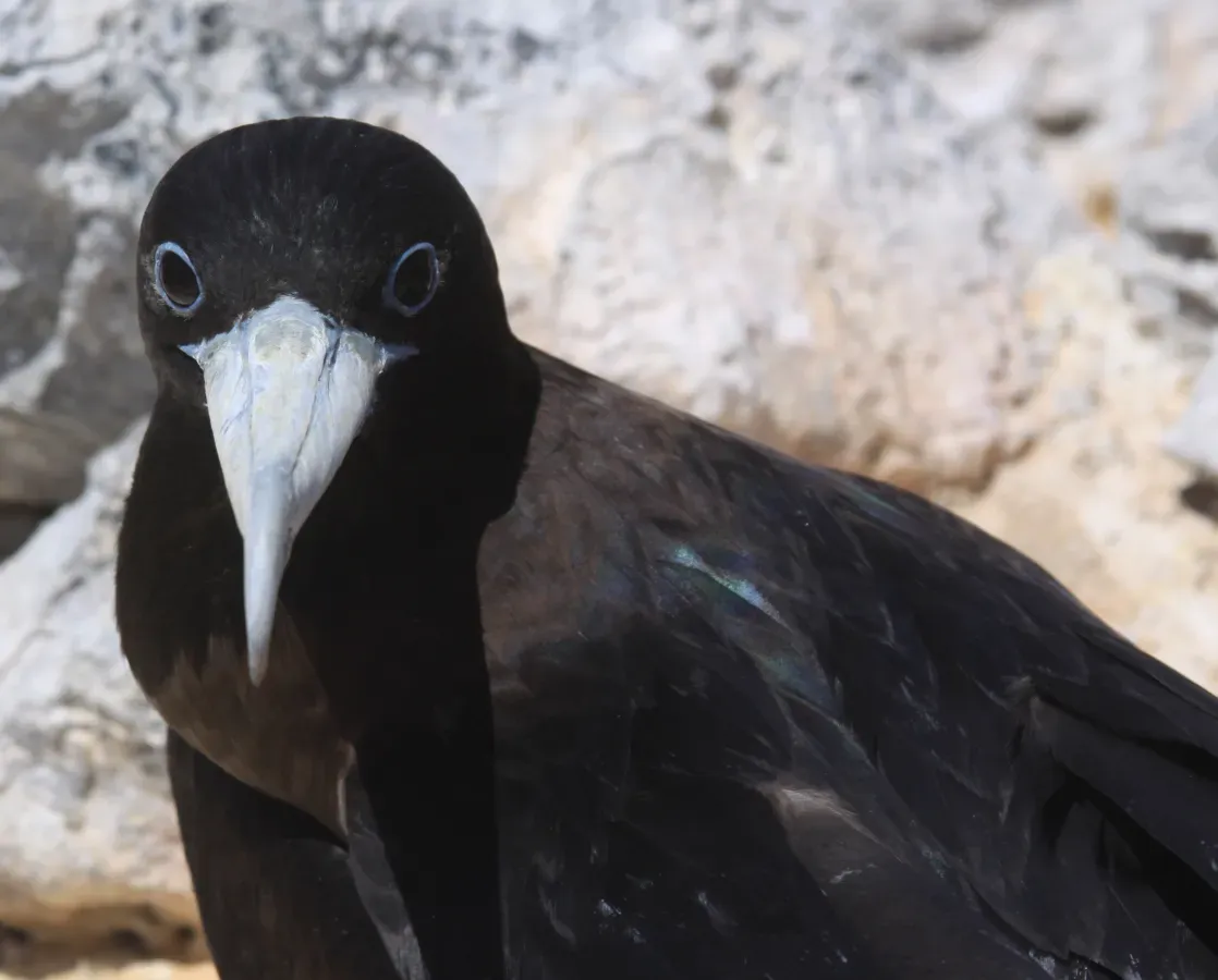 File:Female Frigatebird (Fregata aquila) (8515652122).jpg