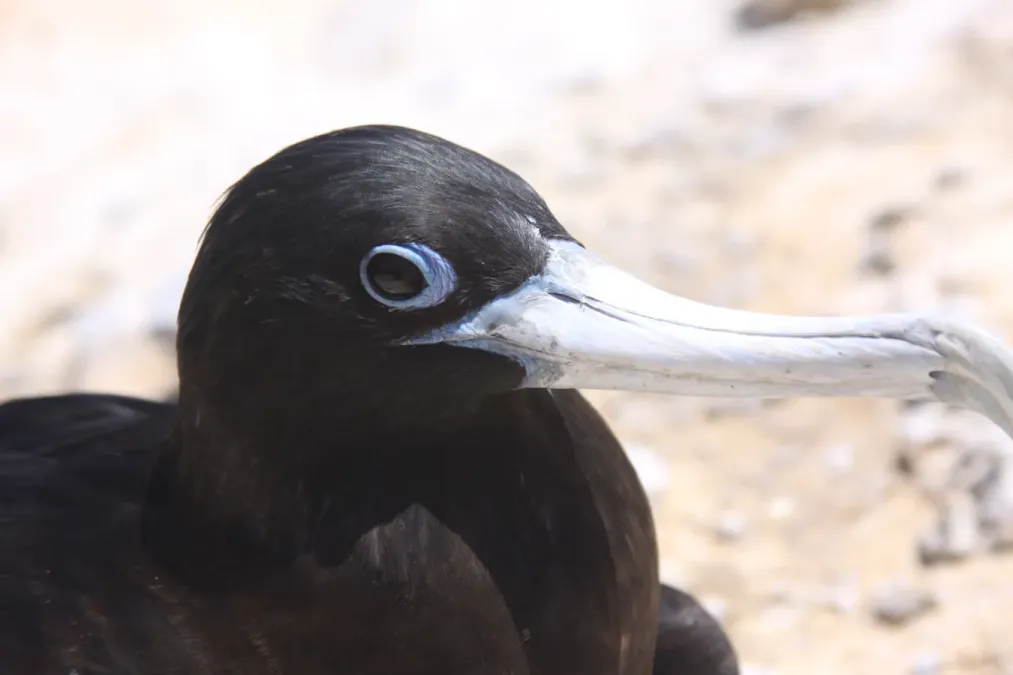 File:Female Frigatebird (Fregata aquila) (8515652014).jpg