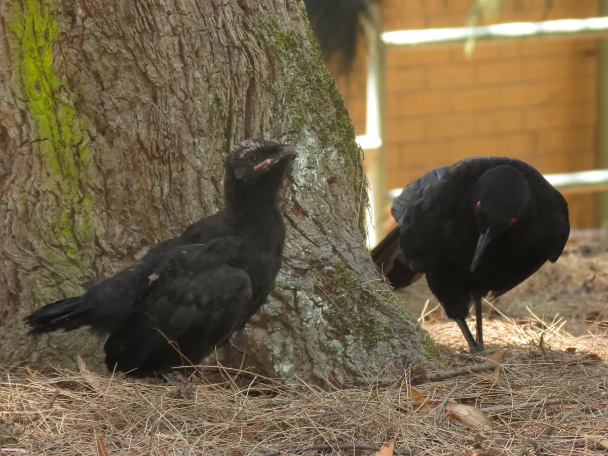 File:Corcorax melanorhamphos (12255034053).jpg