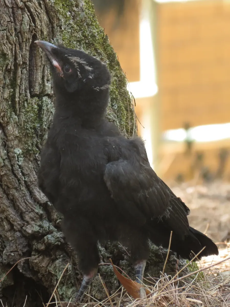 Spotted White-winged Chough