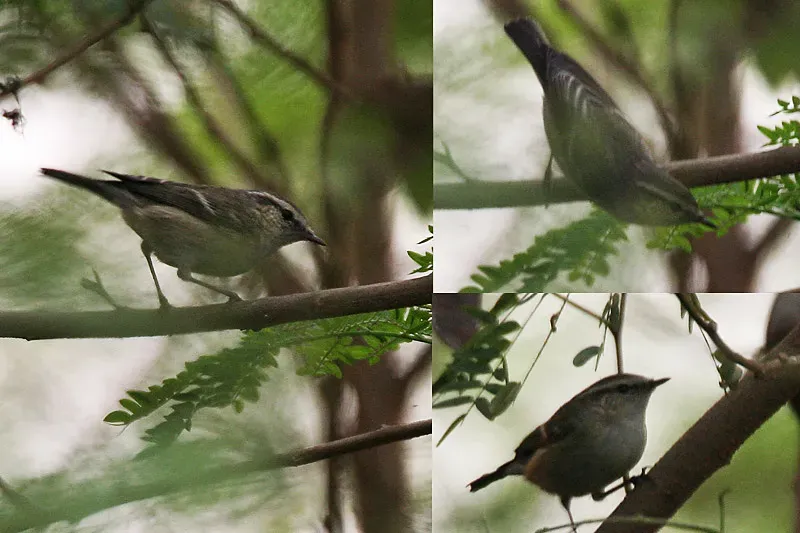 File:Hume's Warbler (Phylloscopus humei) at Delhi W.jpg