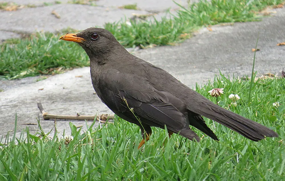 File:Turdus fuscater, the Great Thrush (12869336715).jpg