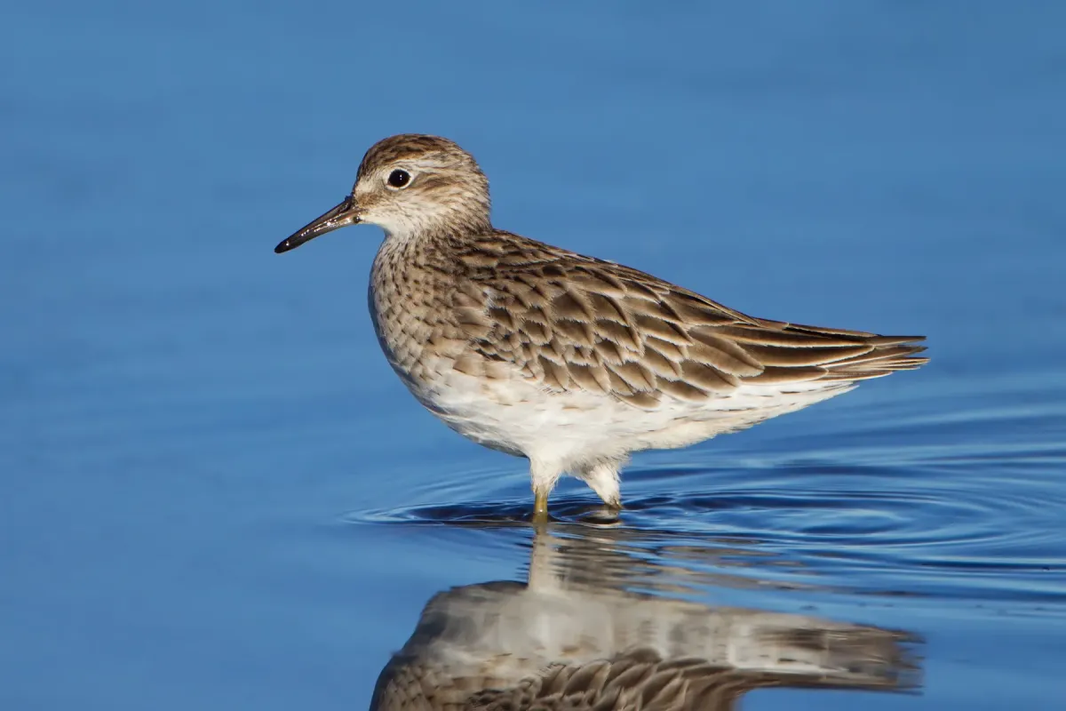 File:Calidris acuminata - Hexham Swamp.jpg