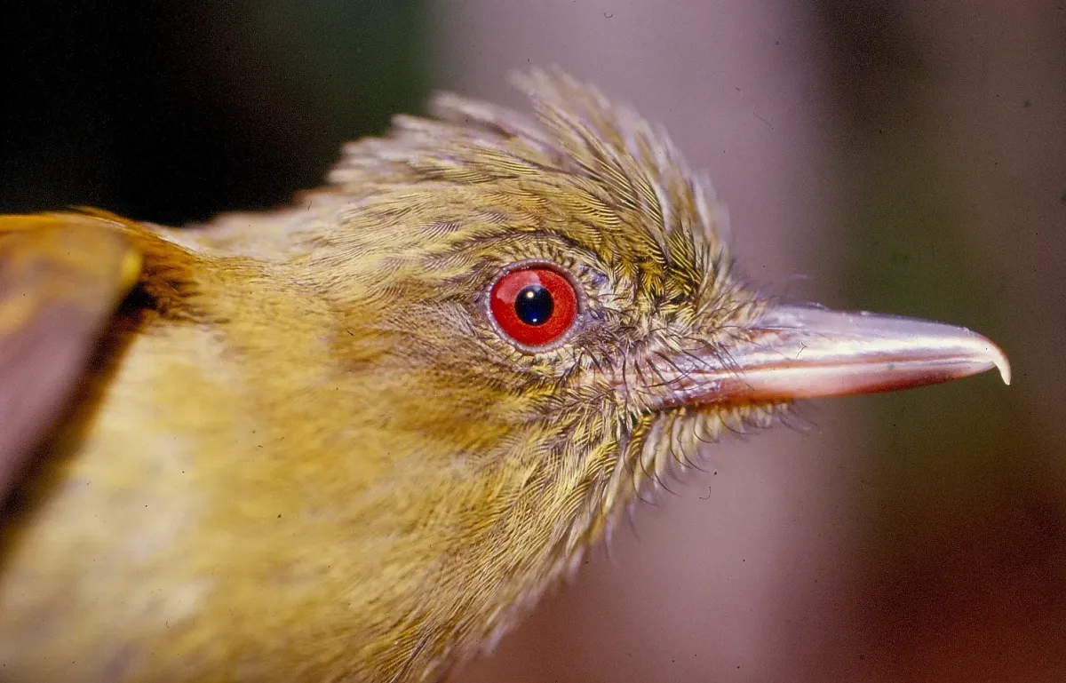 File:Attila spadiceus (Bright-rumped Attila) (15128334276).jpg