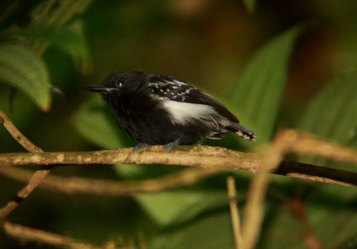 File:Myrmotherula axillaris (15150447552).jpg