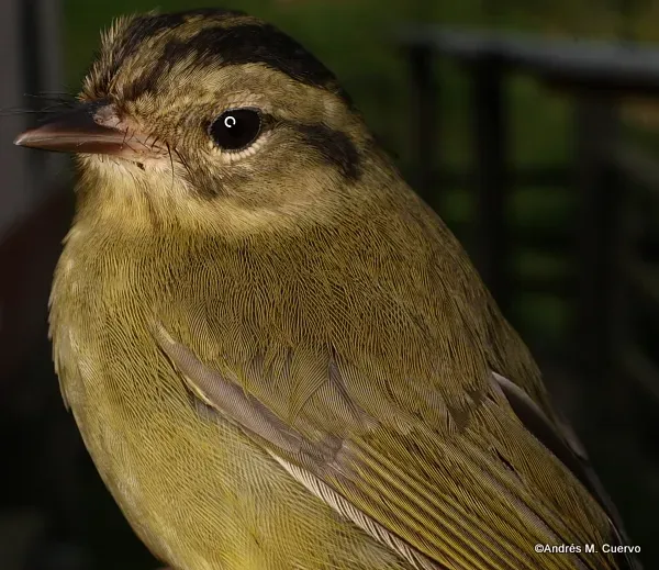 File:Basileuterus tristriatus - Three-striped Warbler (3773592774).jpg