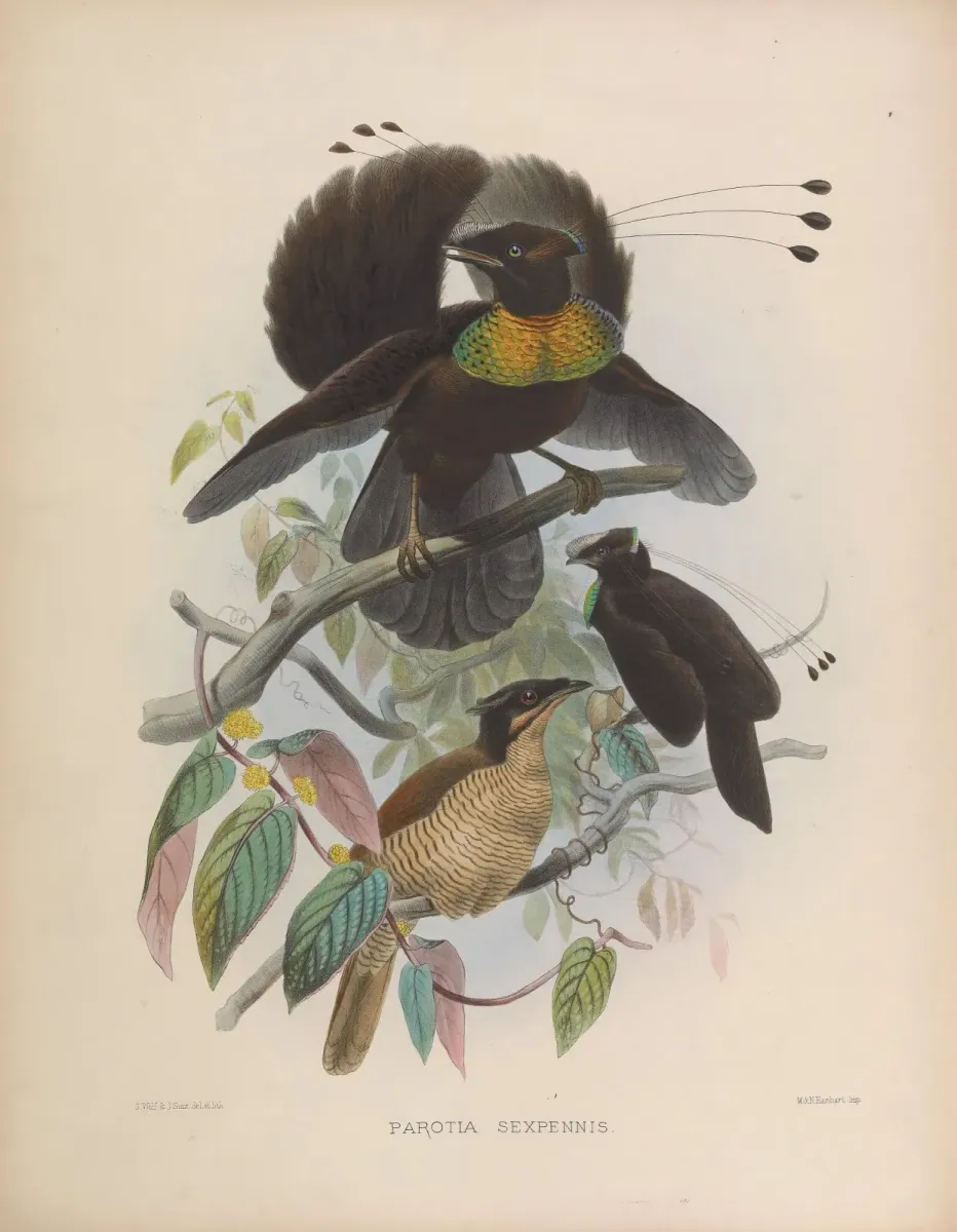 File:Parotia sefilata.jpg
