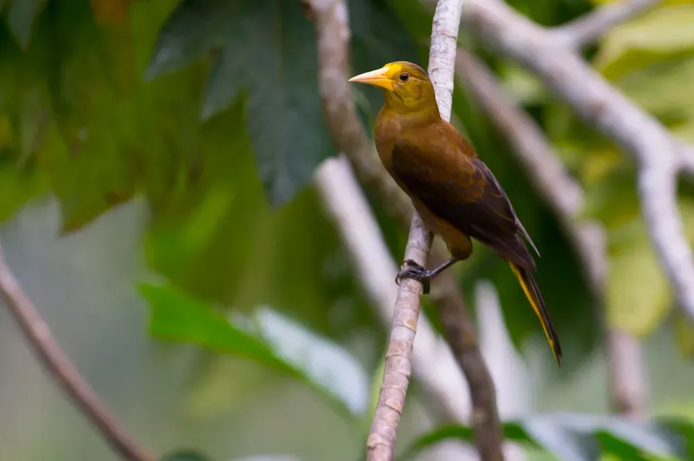 File:Psarocolius angustifrons, Russet-backed Oropendola.jpg