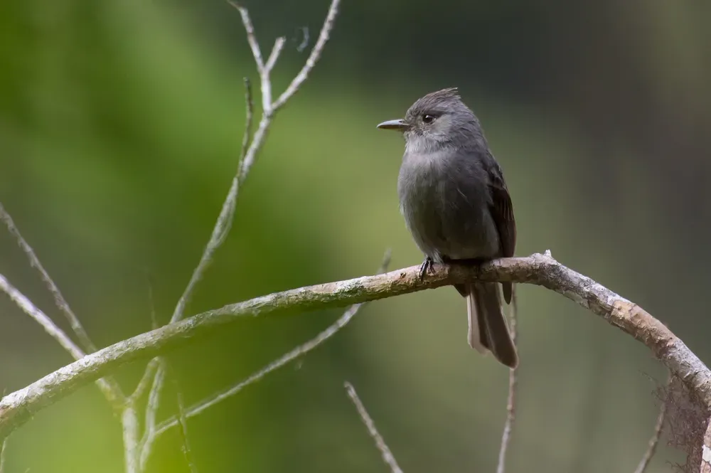 File:Contopus fumigatus, Smoke-colored Pewee.jpg