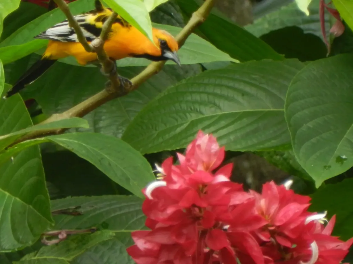 File:Icterus bullockii 1.JPG