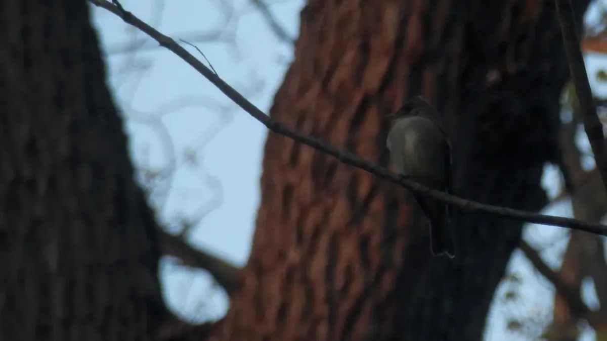 File:Eastern Wood Pewee (Contopus virens).jpg
