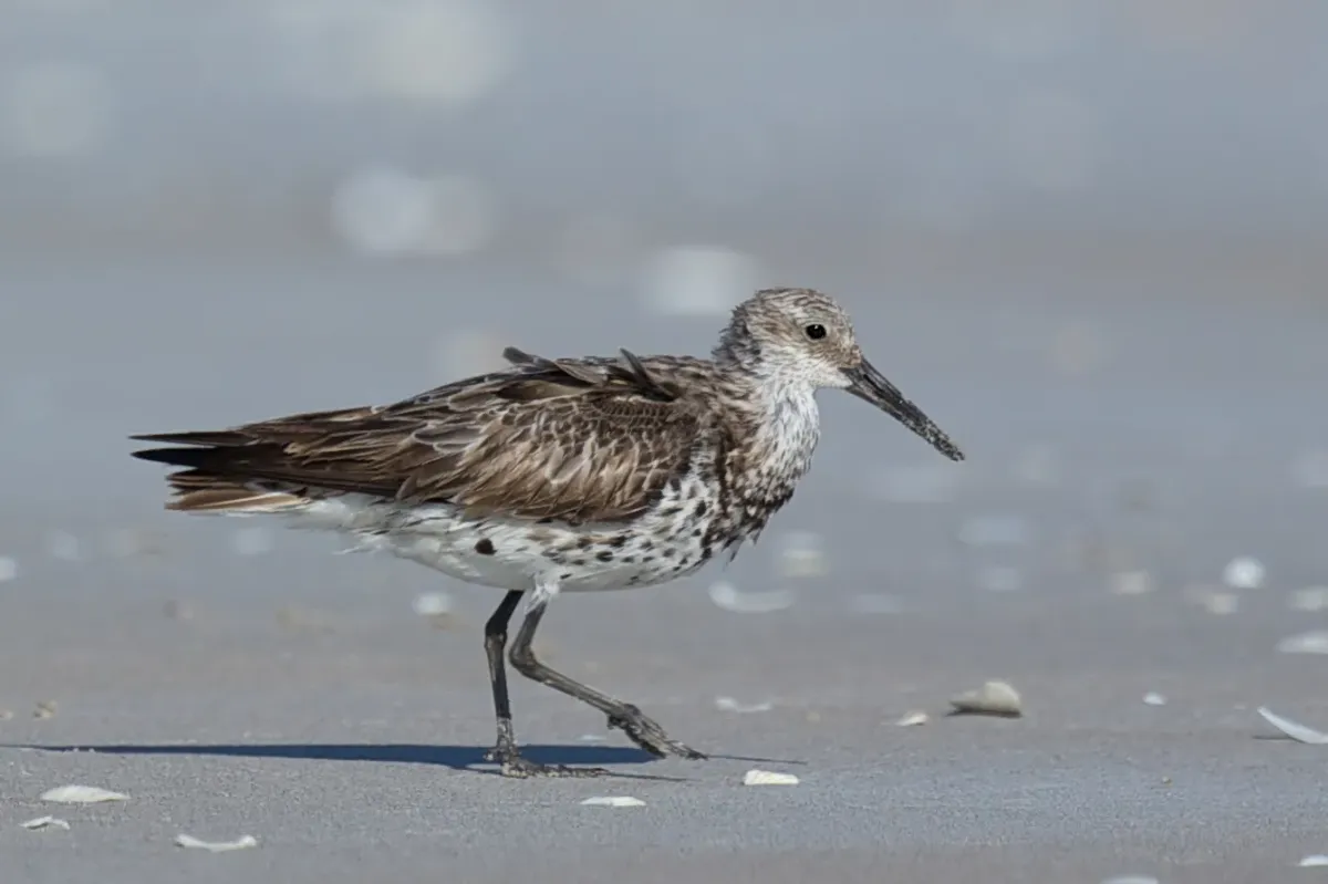 File:Calidris tenuirostris - Great Knot.jpg
