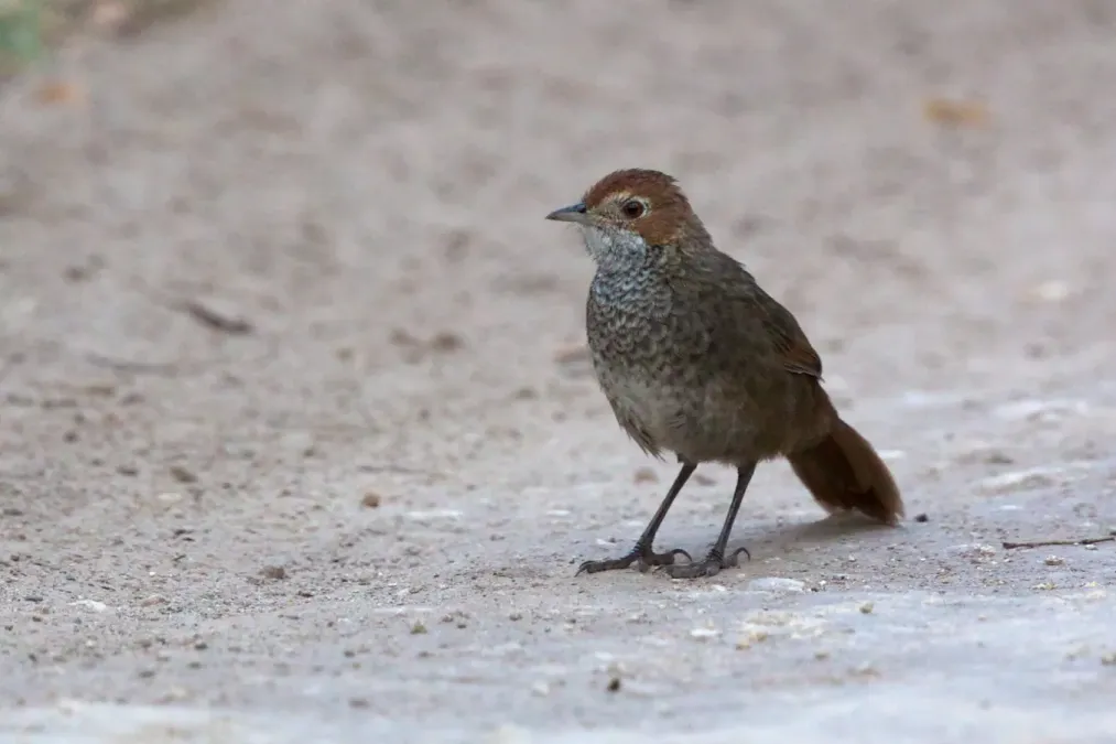 File:Dasyornis broadbenti - Rufous Bristlebird.jpg