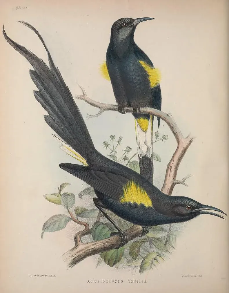 File:Moho nobilis AvesHawaiienses00Wils 0226.jpg