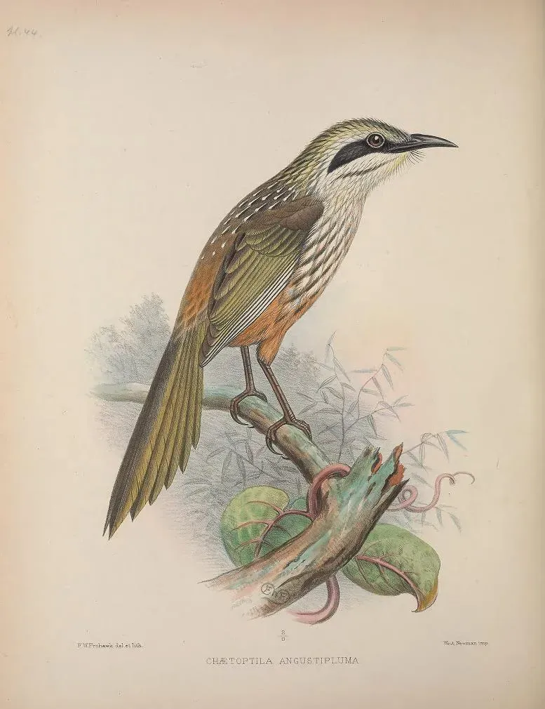 File:Chaetoptila angustipluma AvesHawaiienses00Wils 0238.jpg