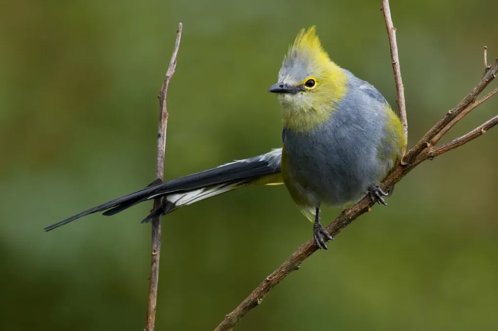 File:Long-tailed Silky-flycatcher - Ptiliogonys caudatus.jpg