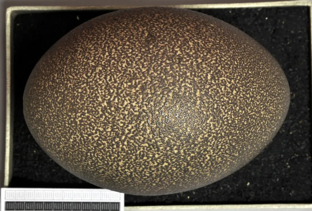 File:Casuarius unappendiculatus MWNH 0014.JPG