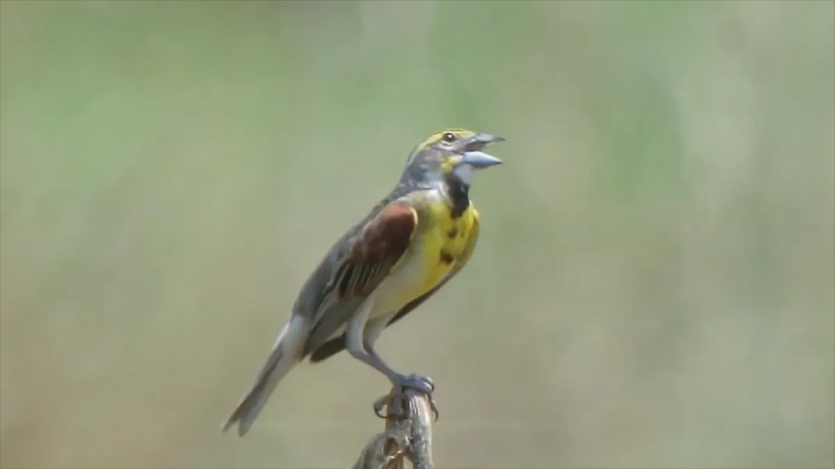 File:Spiza americana, Columbia Bottom CA, Missouri 1.jpg